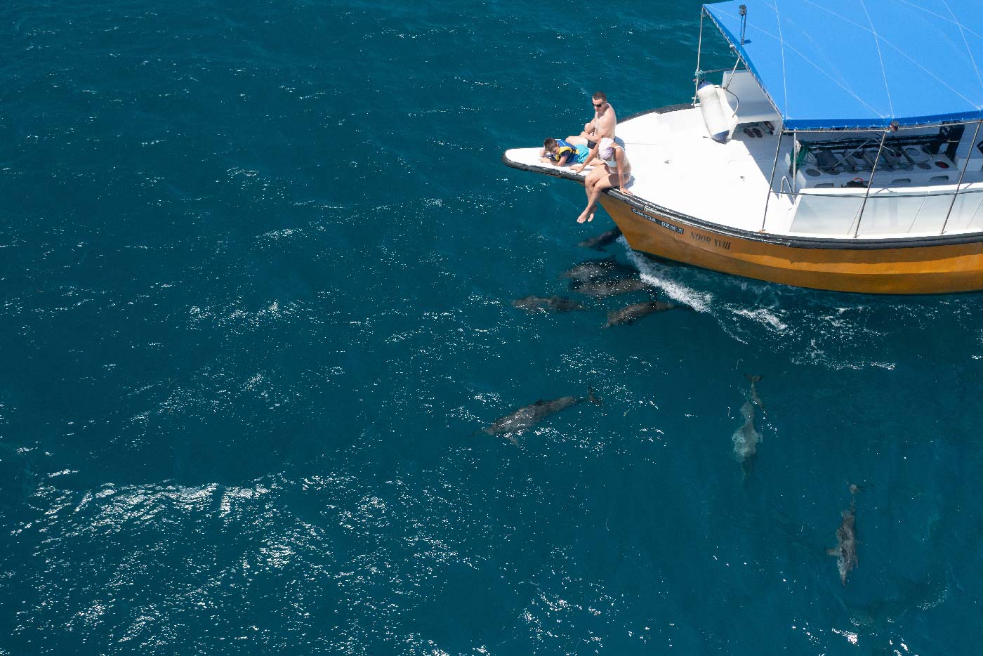 Dolphin-cruise