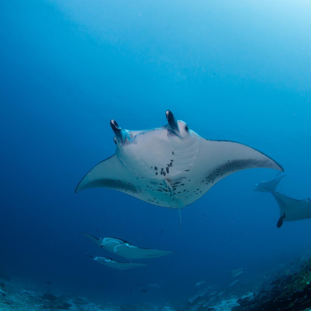 1200x1200_0005_Addu_Atoll_-_The_Maldives_Mantay_Ray_Paradise